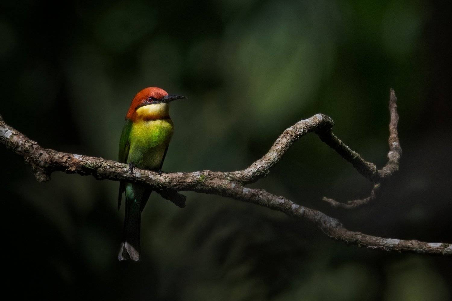 bird, Birds, nature, 2020, 2021, wildlife, wild, earth, Macro, insect, Pinak Paul