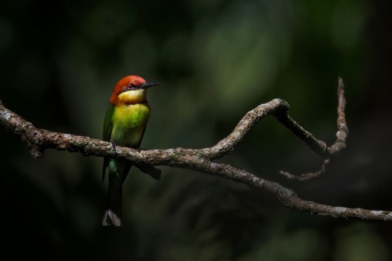 bird, Birds, nature, 2020, 2021, wildlife, wild, earth, Macro, insect Sun Kissed фото превью