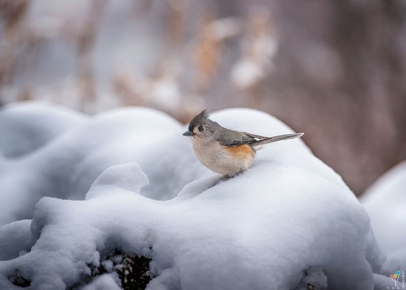 Tufted titmouse in snow фото превью