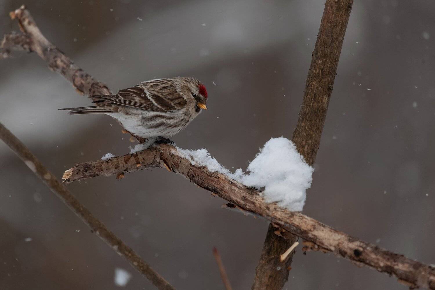 songbirds, фотоохота, Марат Кучкаев