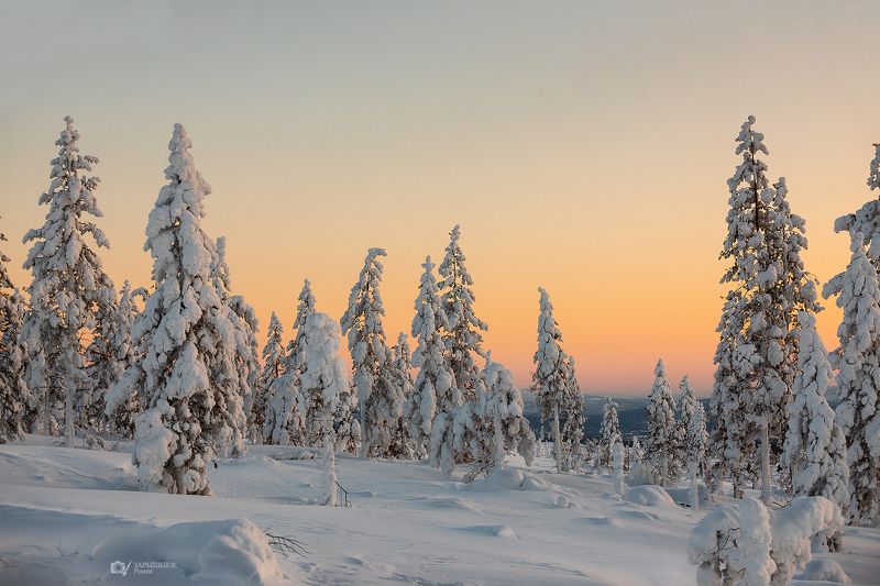 мороз, зима, снег, сибирь, якутия, дальний восток, деревья, лес, frost, winter, snow, siberia, yakutia, far east, trees, forest  фото превью