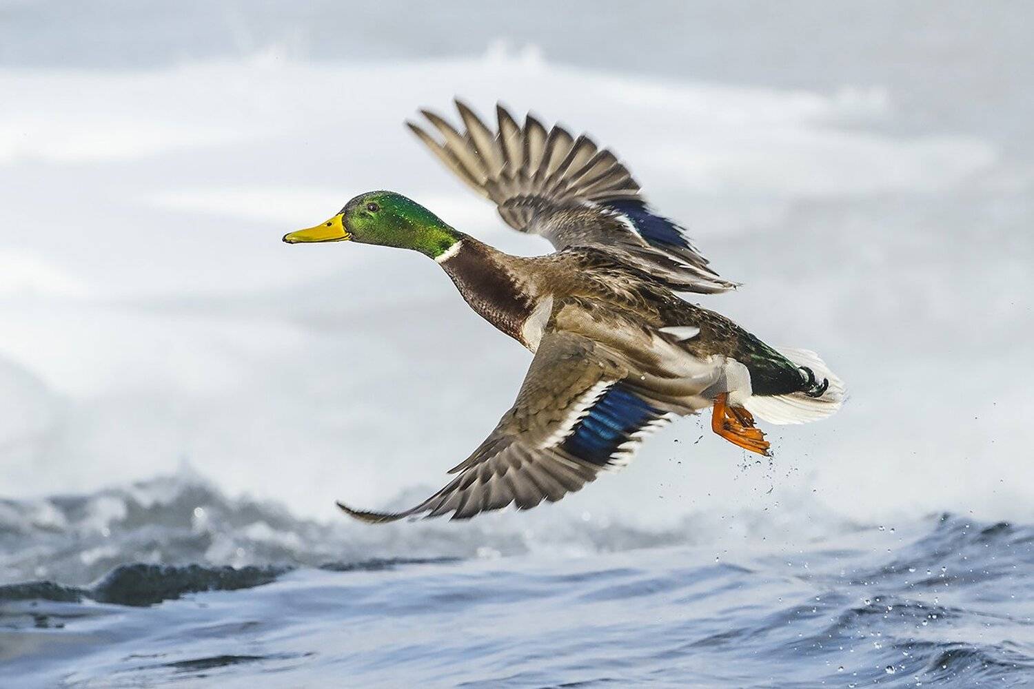 утка, кряква, селезень, Михаил Агеев
