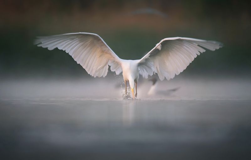 czapla biała фото превью