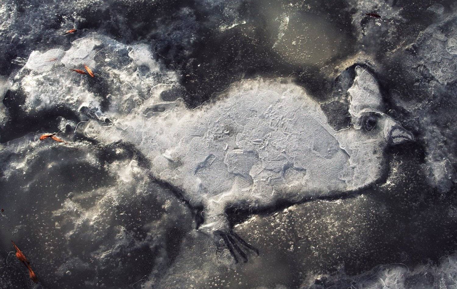 pareidolia, ПОЛУЕВ ИЛЬЯ