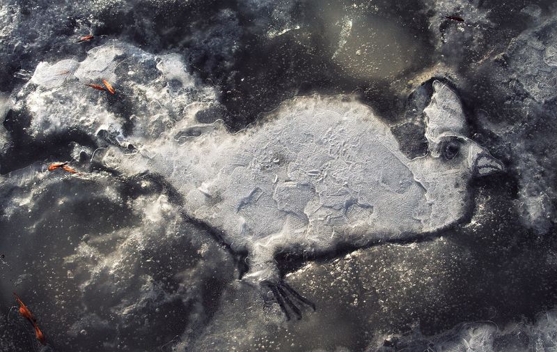 pareidolia Ледяная птица фото превью