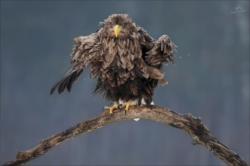 ANGRY BIRD