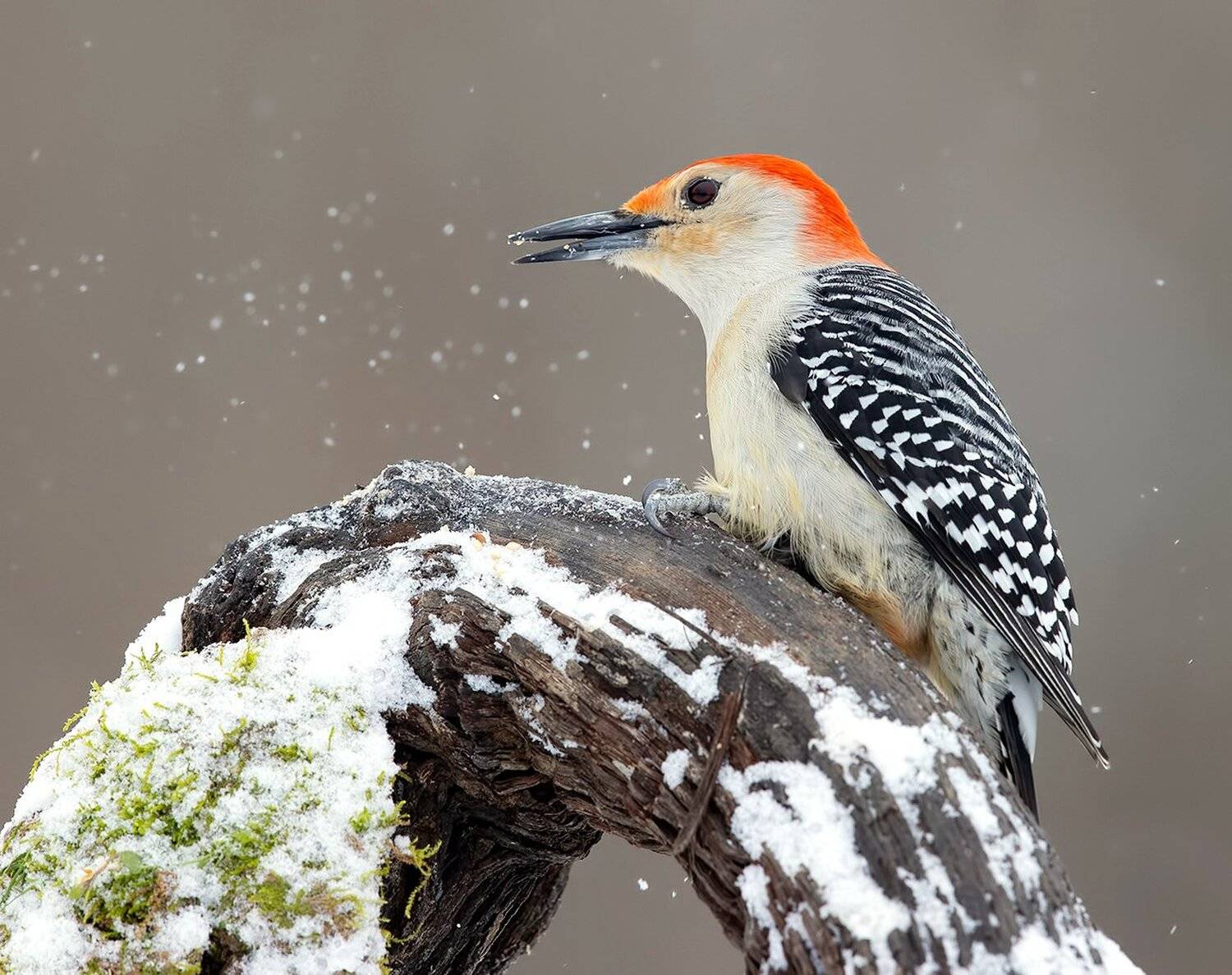 дятел, каролинский меланерпес, red-bellied woodpecker, woodpecker, зима, Elizabeth Etkind