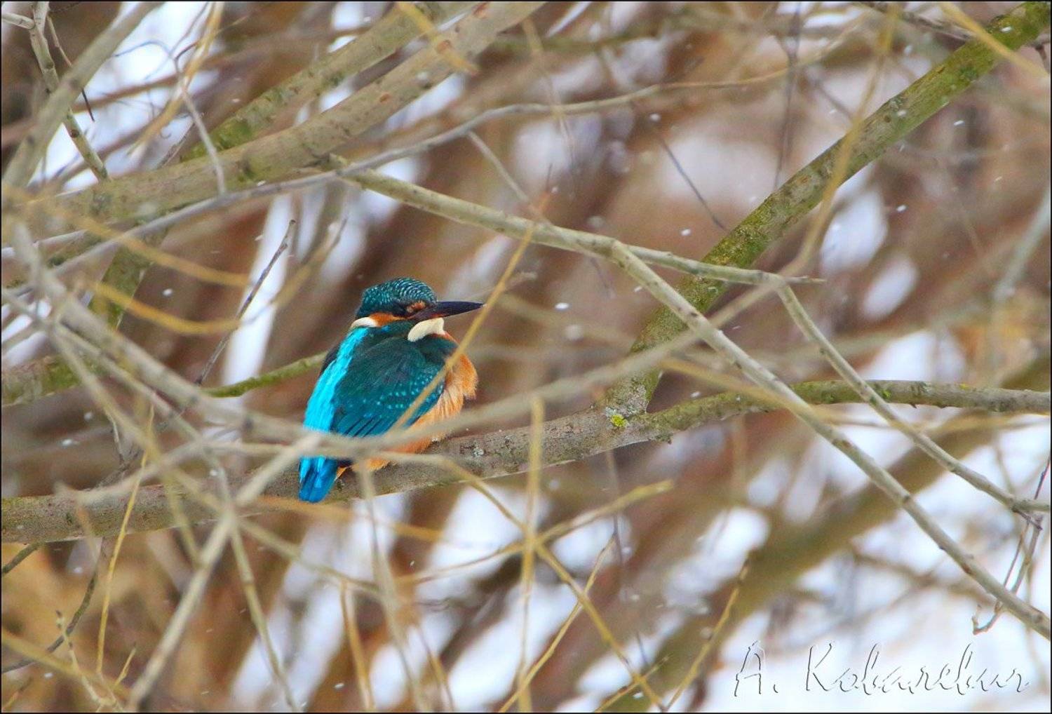 , Ковалевич А.