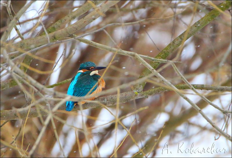 Нежданчик фото превью