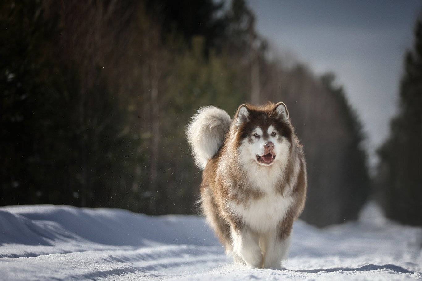 , Андрей Ершов