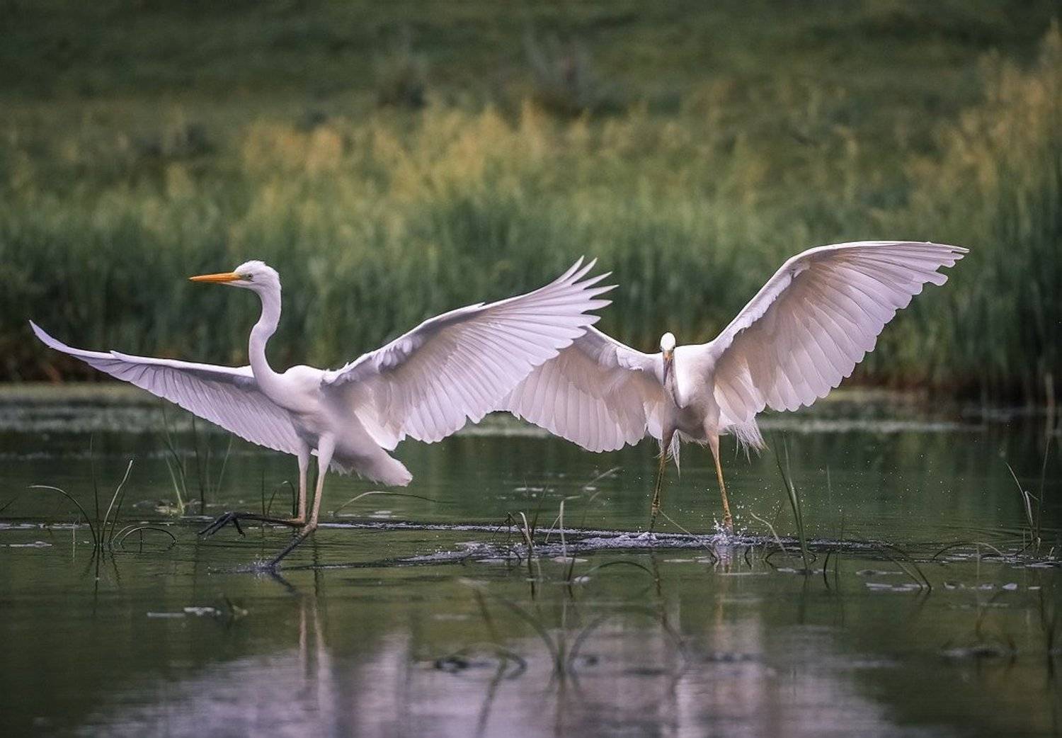 , Вячеслав Мищенко
