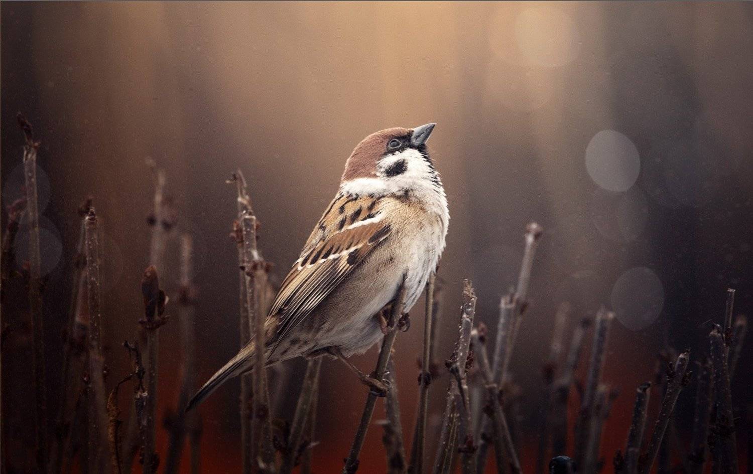 , Михайло Павленко