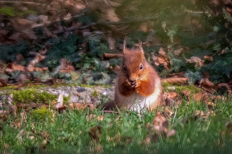 red suirrel; ecureuil; animal; mammal; nature; wildlife; outdoor Red squirrel in the garden фото превью