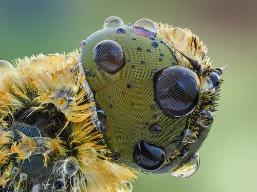 Macro Cosmos