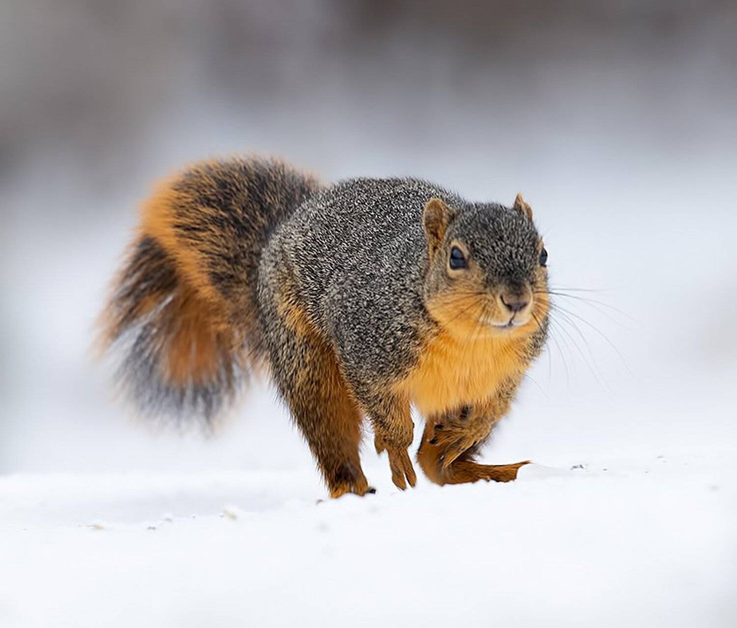 белка, squirrel, лисья белка, fox squirrel, животные,animals, cнег,  дикие животные, животные в снег, зима, Elizabeth Etkind