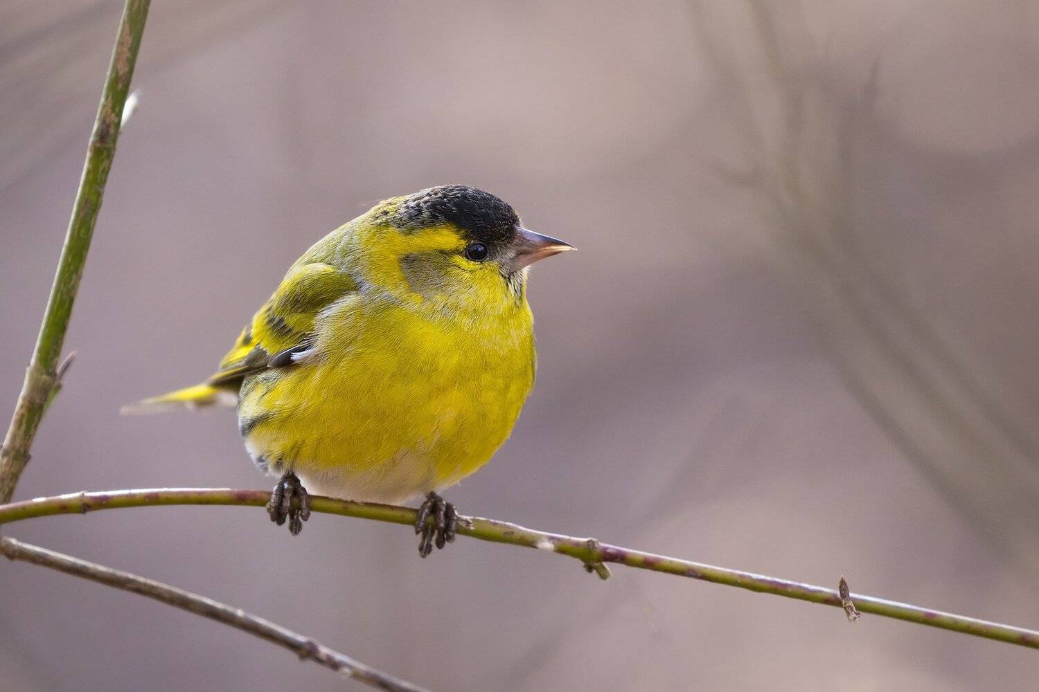 , Robert Adamec