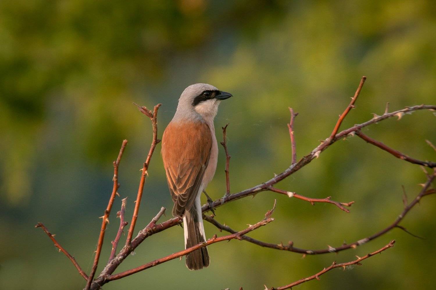 сорокопут, жулан, птицы, лето, birds, wildlife, red-backed shrike, Алексей Юденков