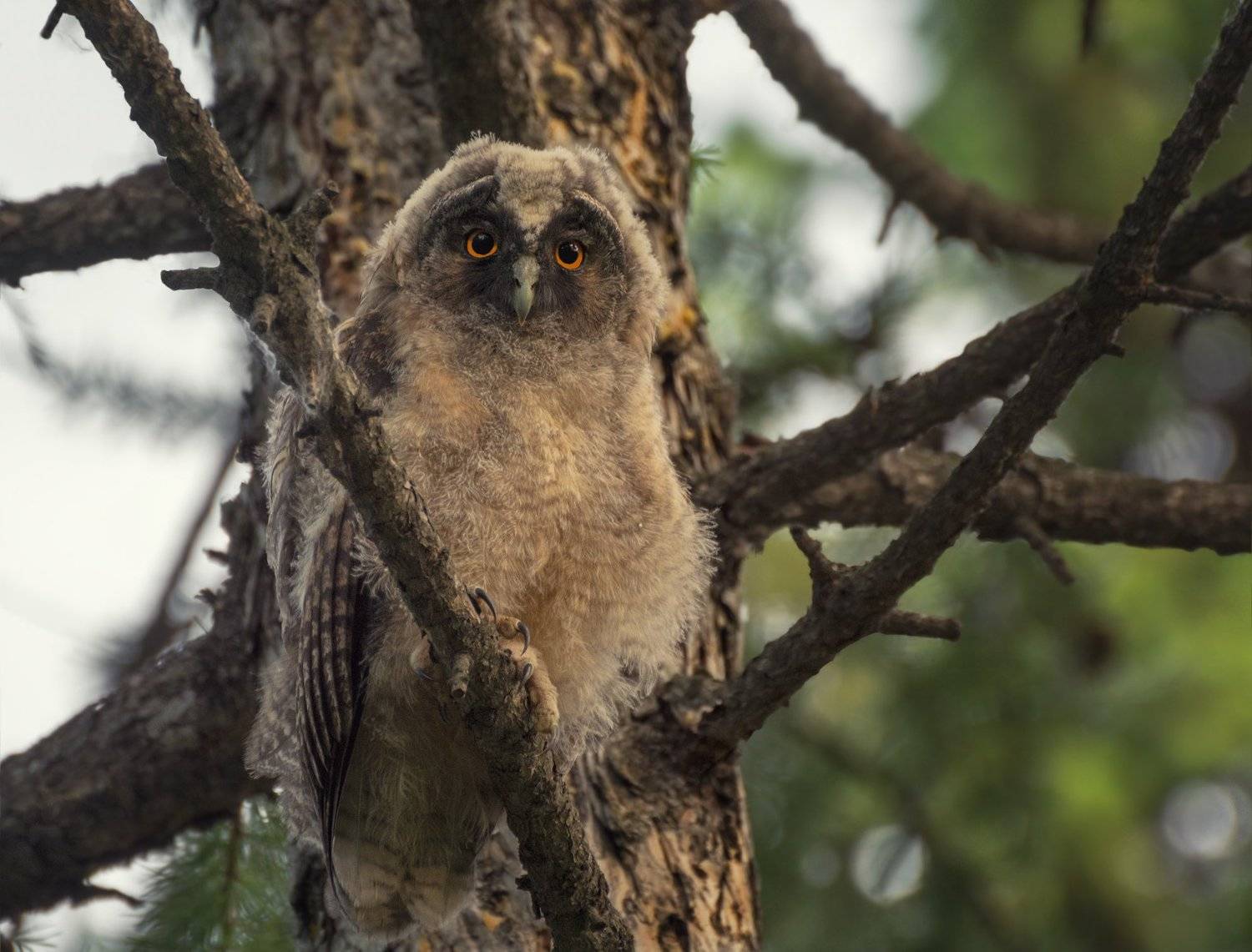птица, сова ушастая, слёток,, Марина Мочалова