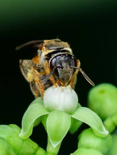 Bee and Flower