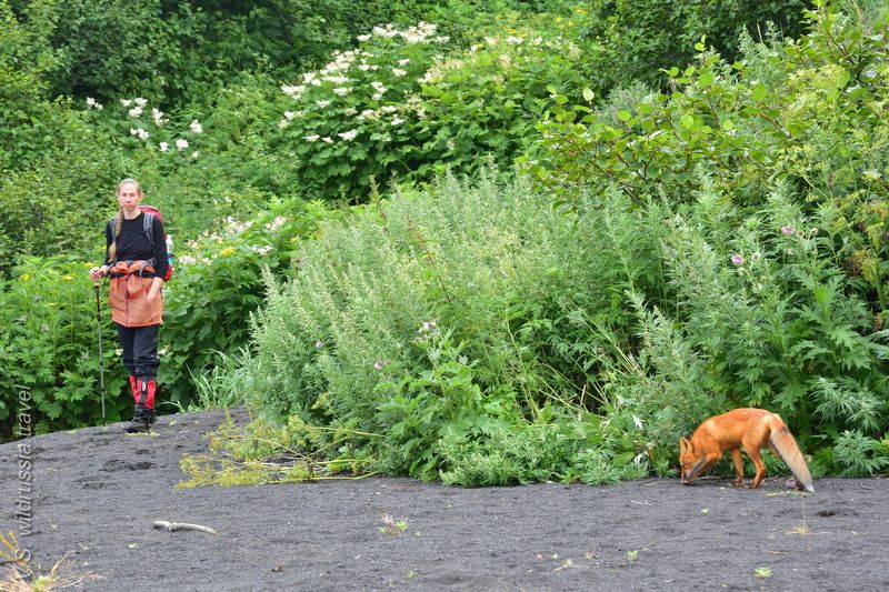 Курилы, Курильские острова, Камчатка, путешествие, экспедиция, туризм, лиса, животное, дикая природа, зверь,, шагнивнеизведанное Яхтенная экспедиция на Северные Курилы (из альбома, август 2020 г). фото превью