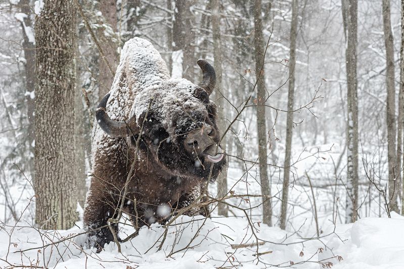 калужские засеки, засеки, фотосъемка, фототур выходного дня, тур выходного дня, туризм, зубр, заповедник, зубков игорь, осень, животные, живая природа, природа, приключения, animal, wild animals, wildlife photography, wildlife, european bison, bison, niko Про язык фото превью