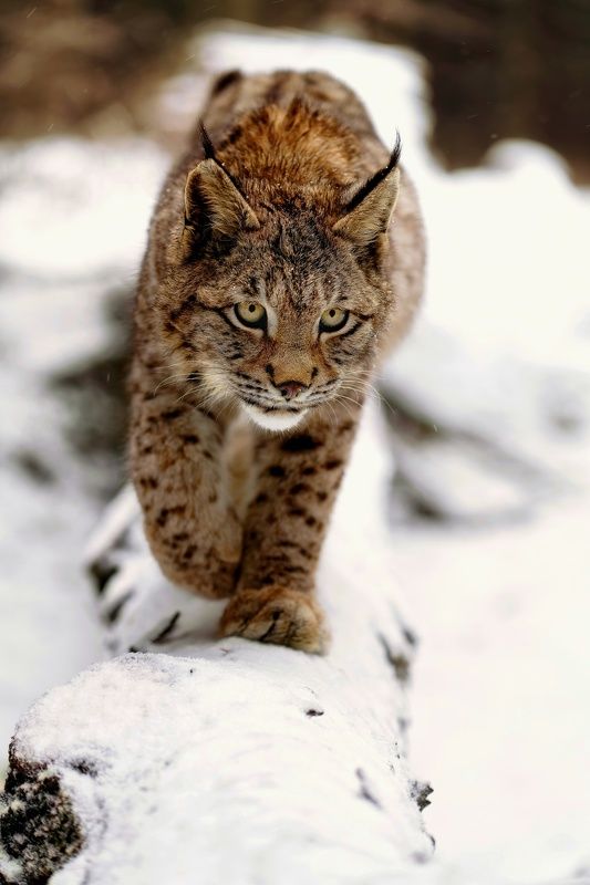 #nature #animal #bobcat #lynx #winter #snow #forest Bobcat фото превью