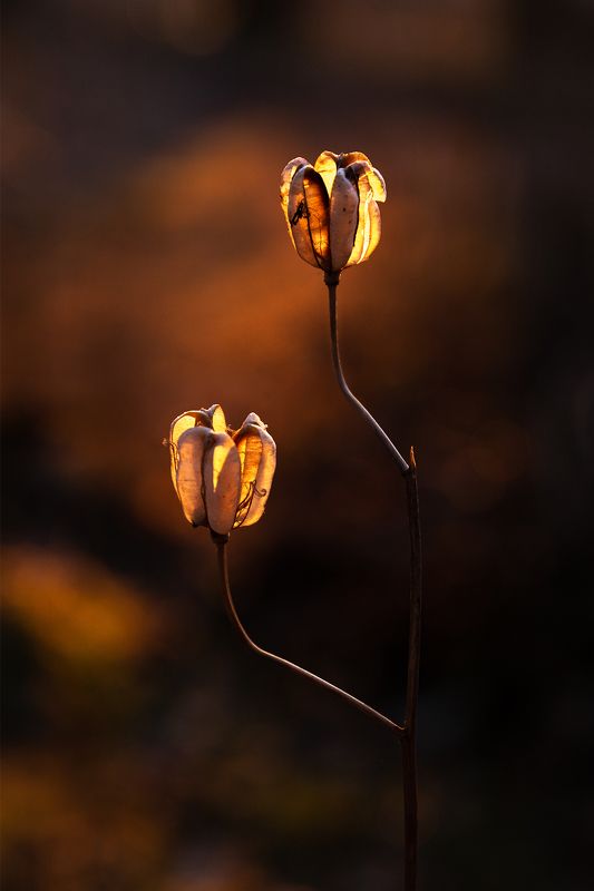 природа, закат, растения, флора  фото превью