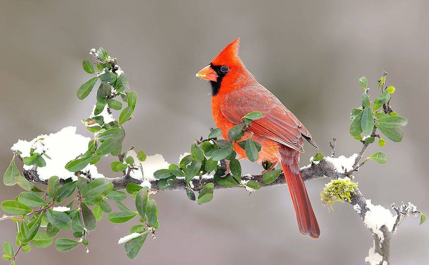 красный кардинал, northern cardinal, cardinal,кардинал, Elizabeth Etkind