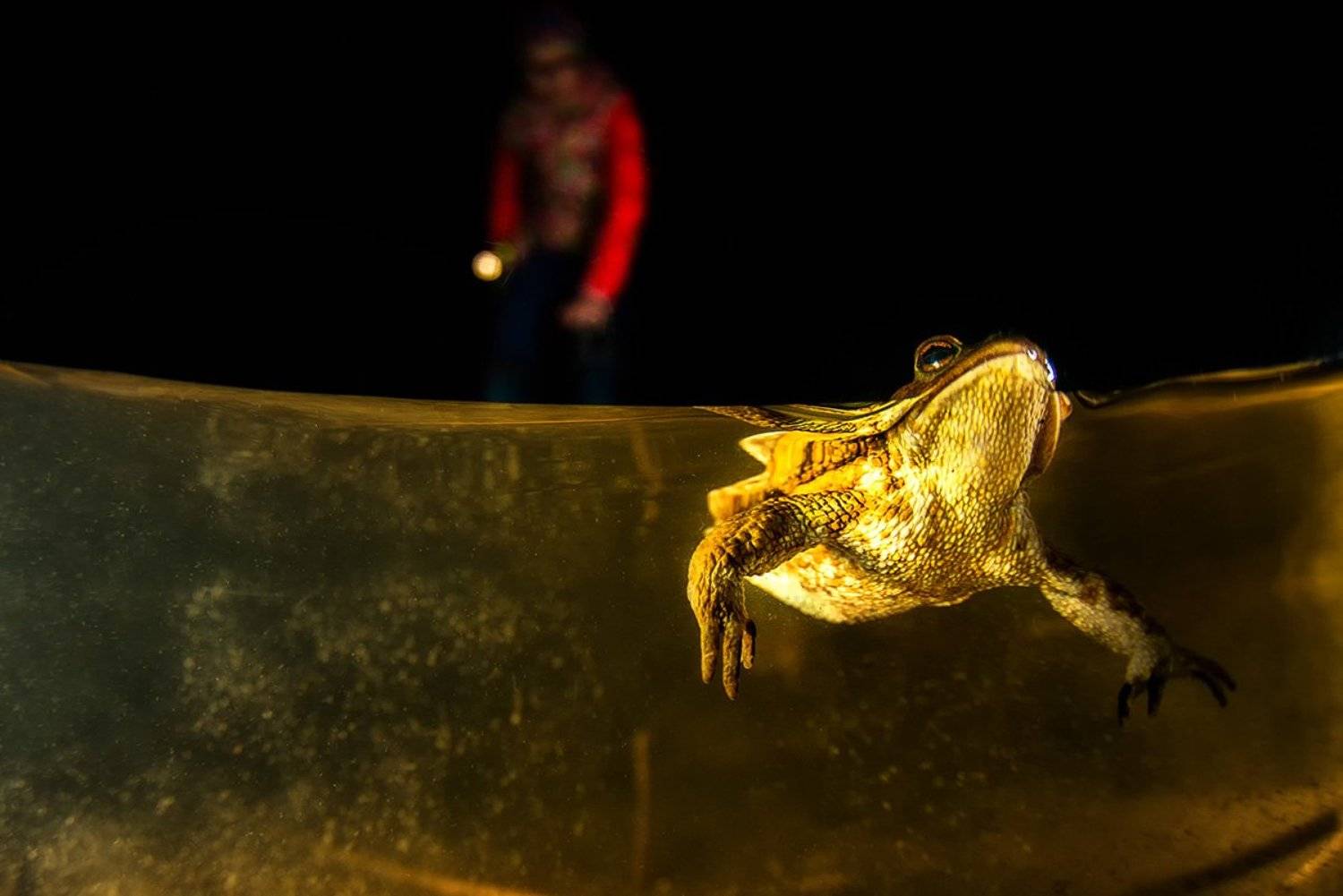 сплиты, сплит, полводы, лягушка, озеро, водоем, подводный мир, Евгения Кирпиченкова (Клипп)