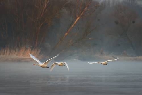 Over the river