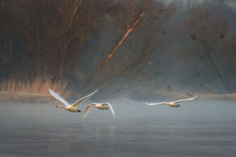 mute swan, swan, birds, wildflie, river, лебедь-шипун, лебедь, птицы, wildflie, река Over the river фото превью