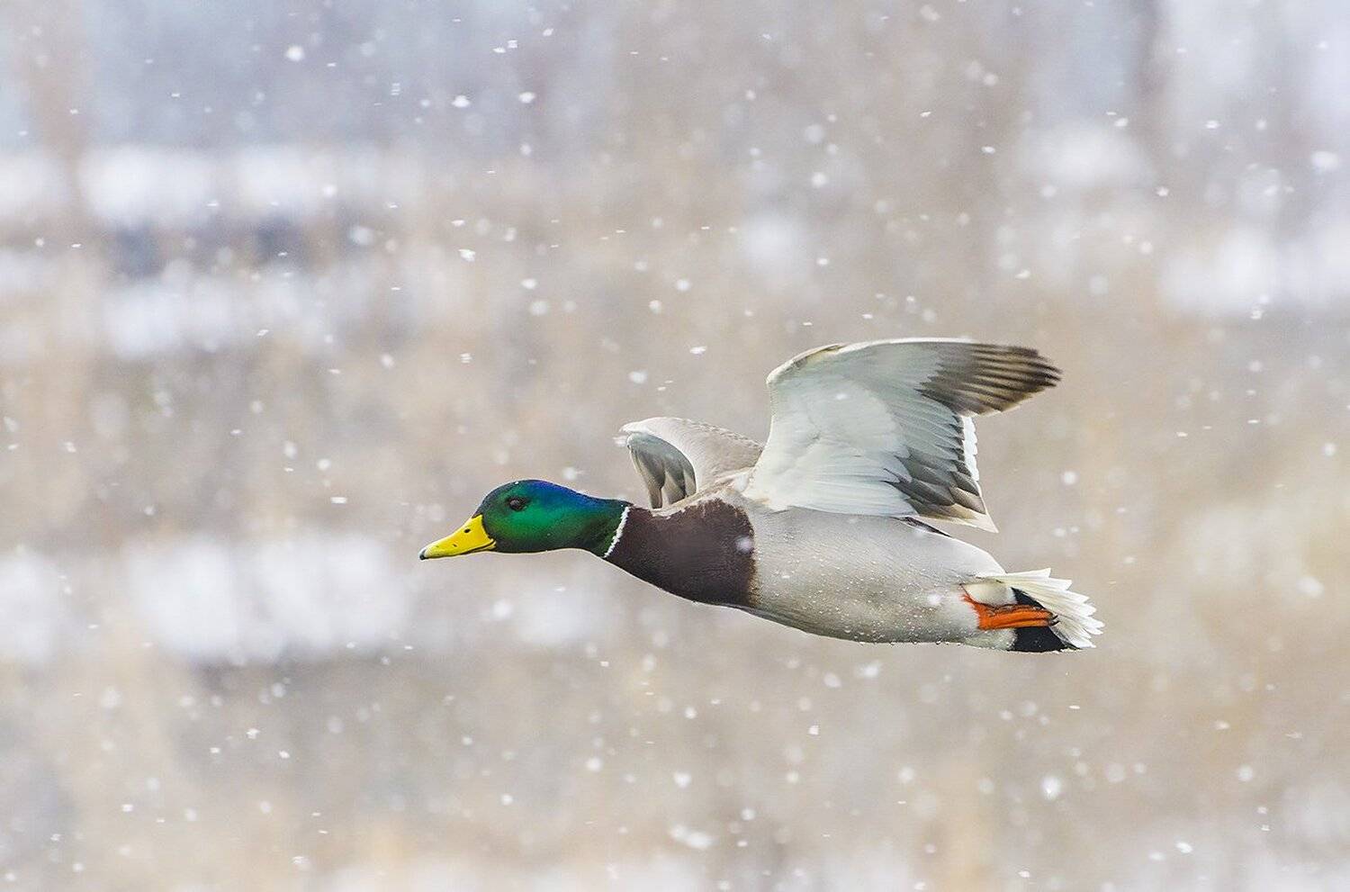 птица, утка, кряква, селезень, зима, снегопад, Михаил Агеев