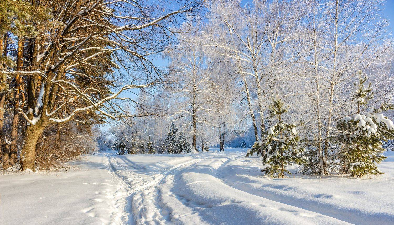 снег, природа, мороз, лес, иней, зима, Руслан Востриков