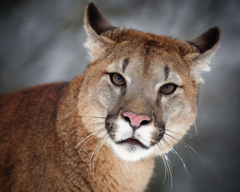 cougar, big cat, detail Cougar фото превью
