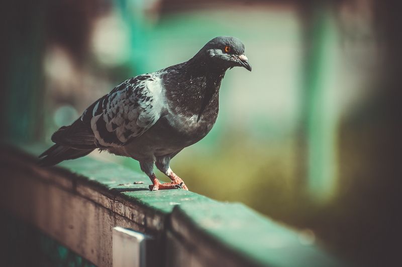 голуби, голубь, крылья, перья, птица, птицы голубь фото превью