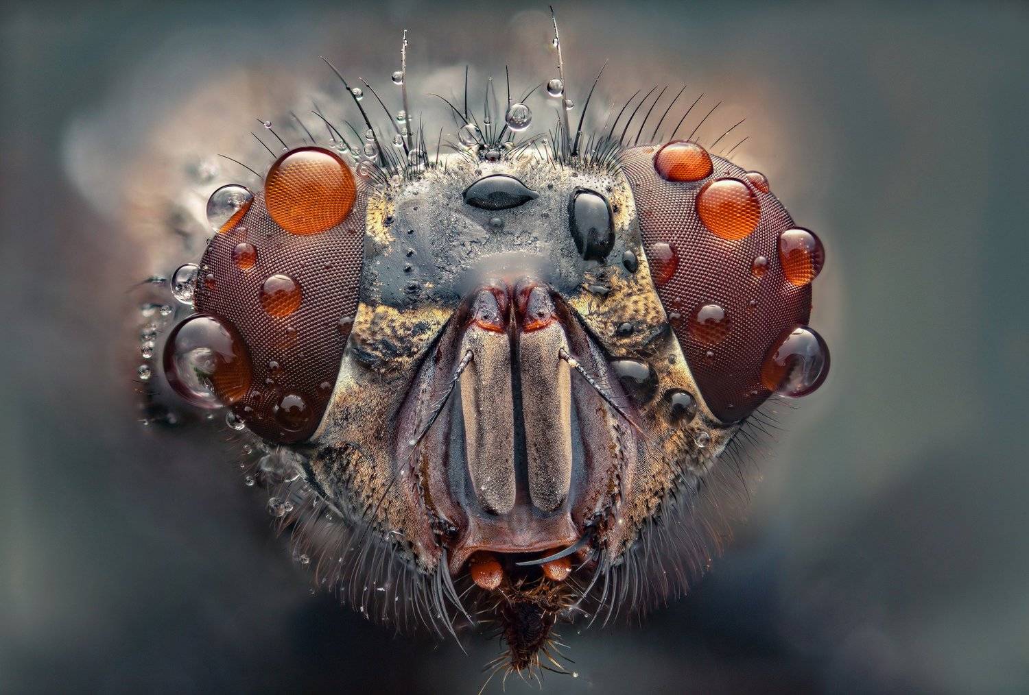 макро, муха, насекомые, макрофото, макромир, Иван Радьков