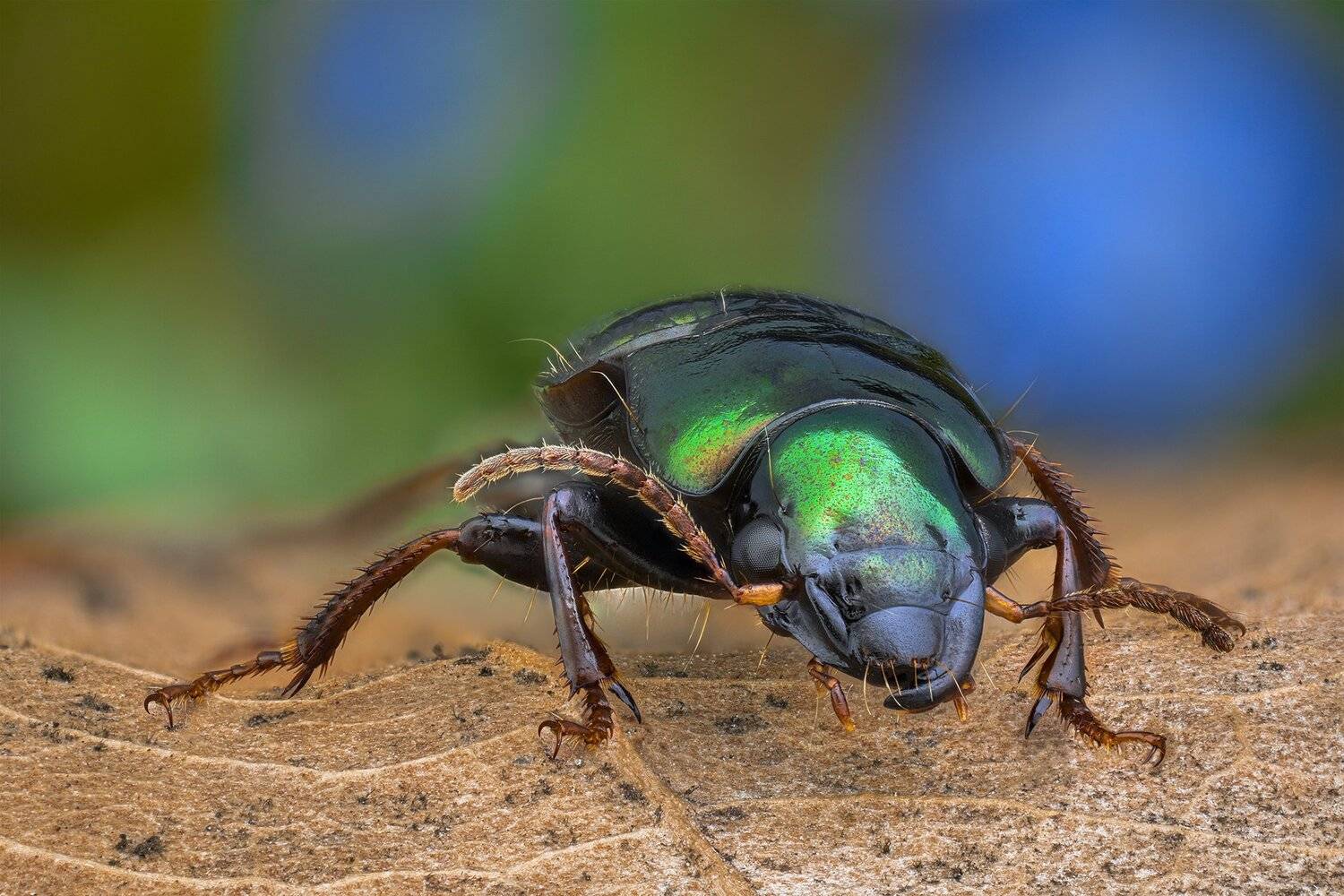 ceclii, macro, nikon d3400, lomo 3.7, Tsvetan Ganev