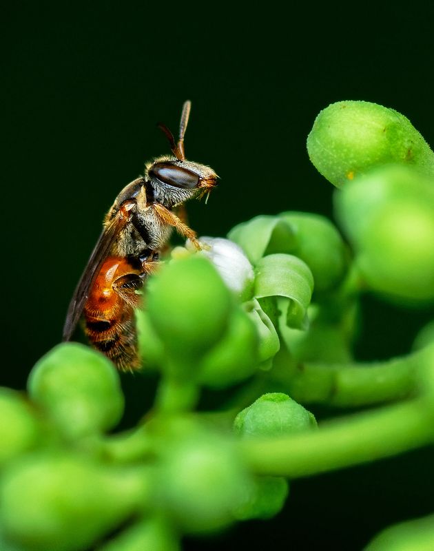 bird, Birds, nature, 2020, 2021, wildlife, wild, earth, Macro, insect Bee Scape фото превью
