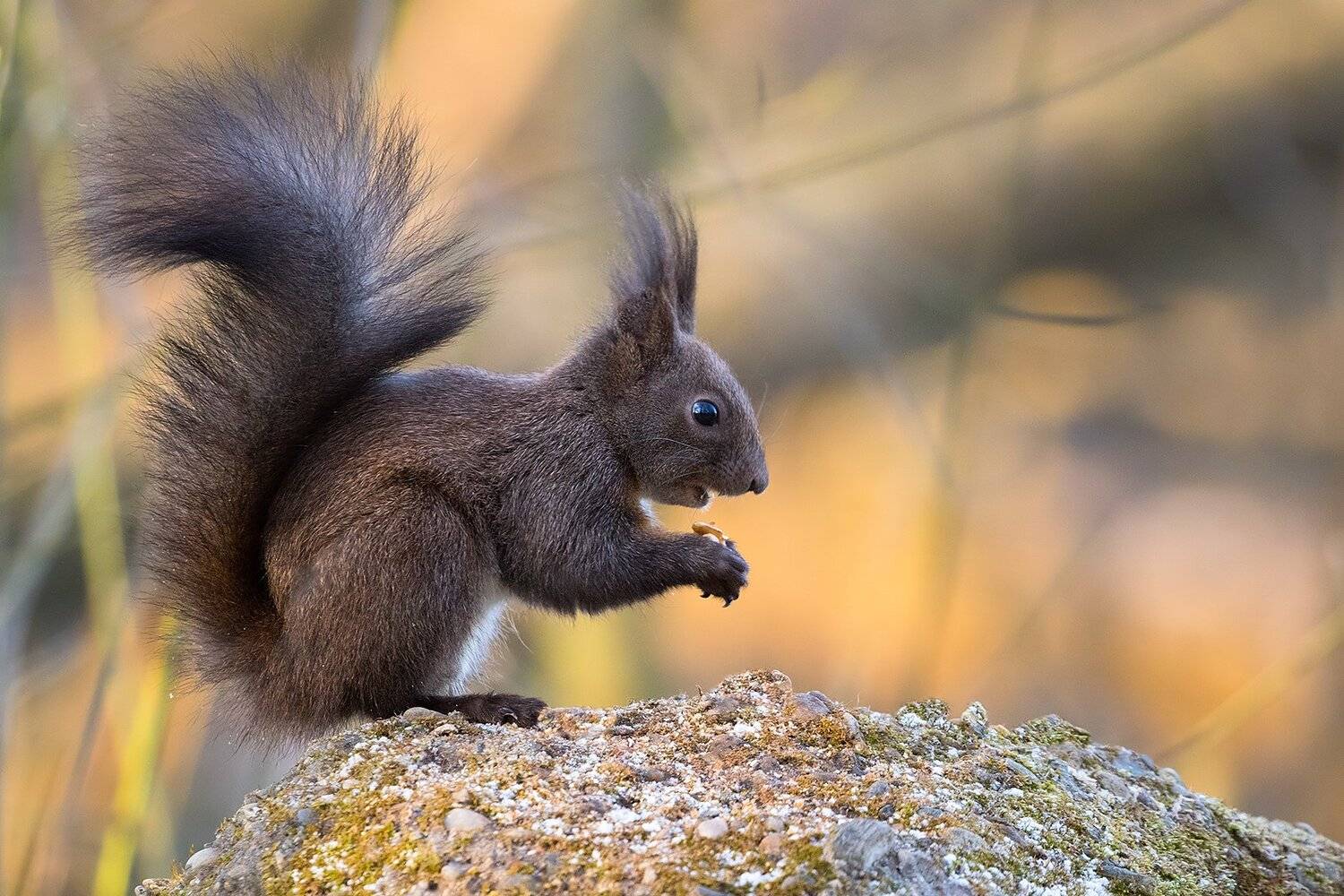 , Robert Adamec