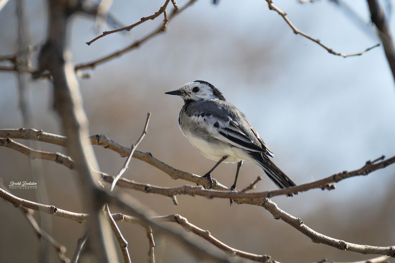 nature, birds, outdoor, spring Spring coming... фото превью