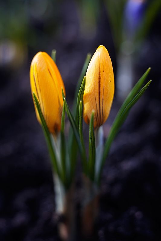 крокус Primavera... фото превью