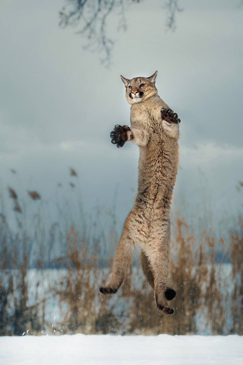 cougar, big cat, jumping, Michaela Fire&scaron;ov&aacute;