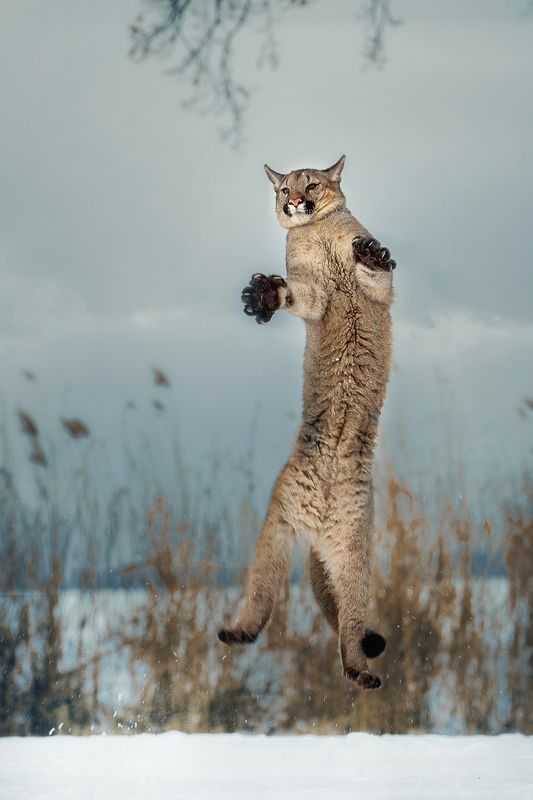 cougar, big cat, jumping Jump фото превью