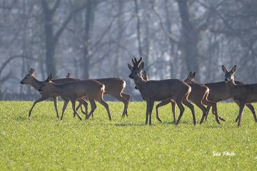 Roe deer in the field
