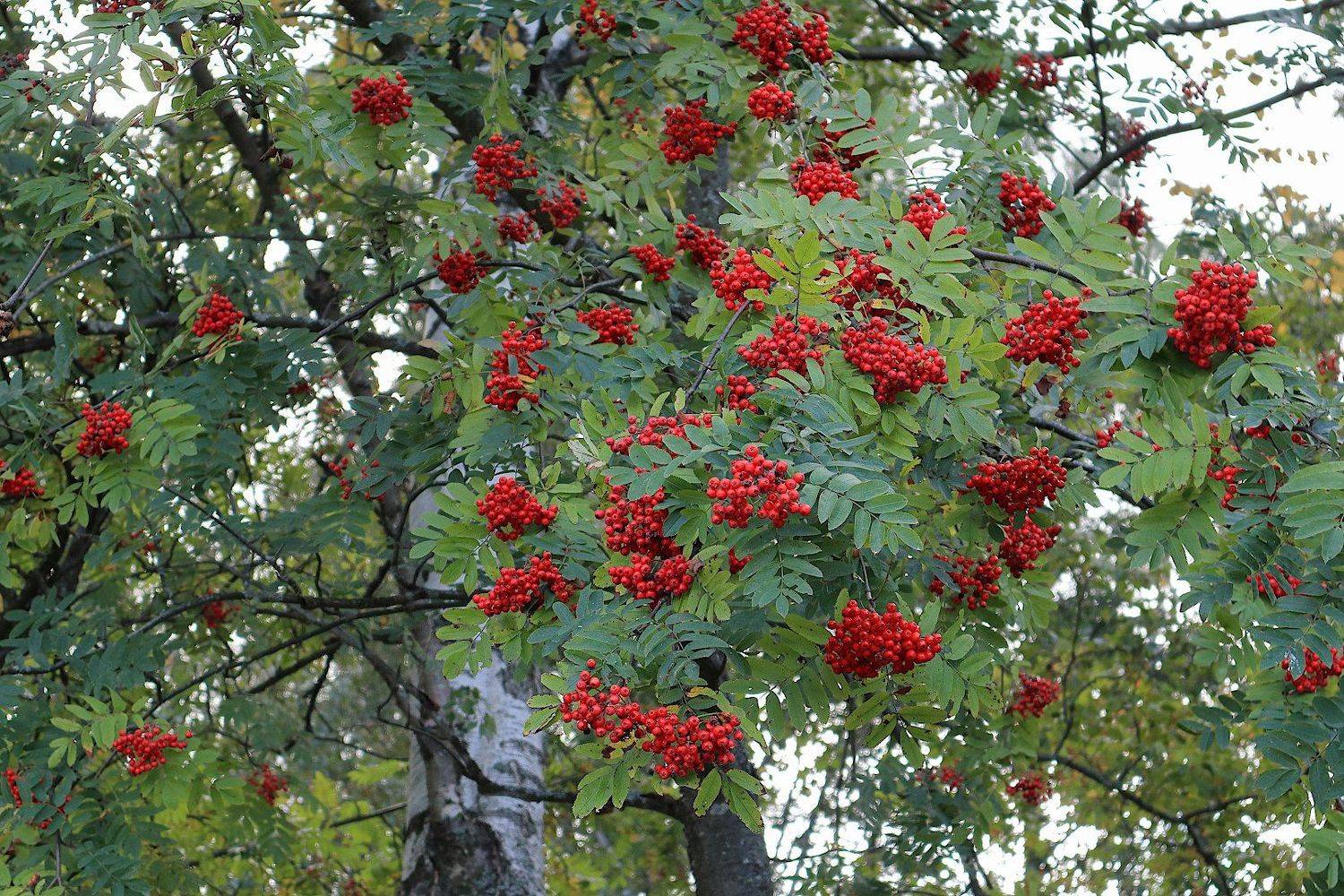 , Александр Зорин