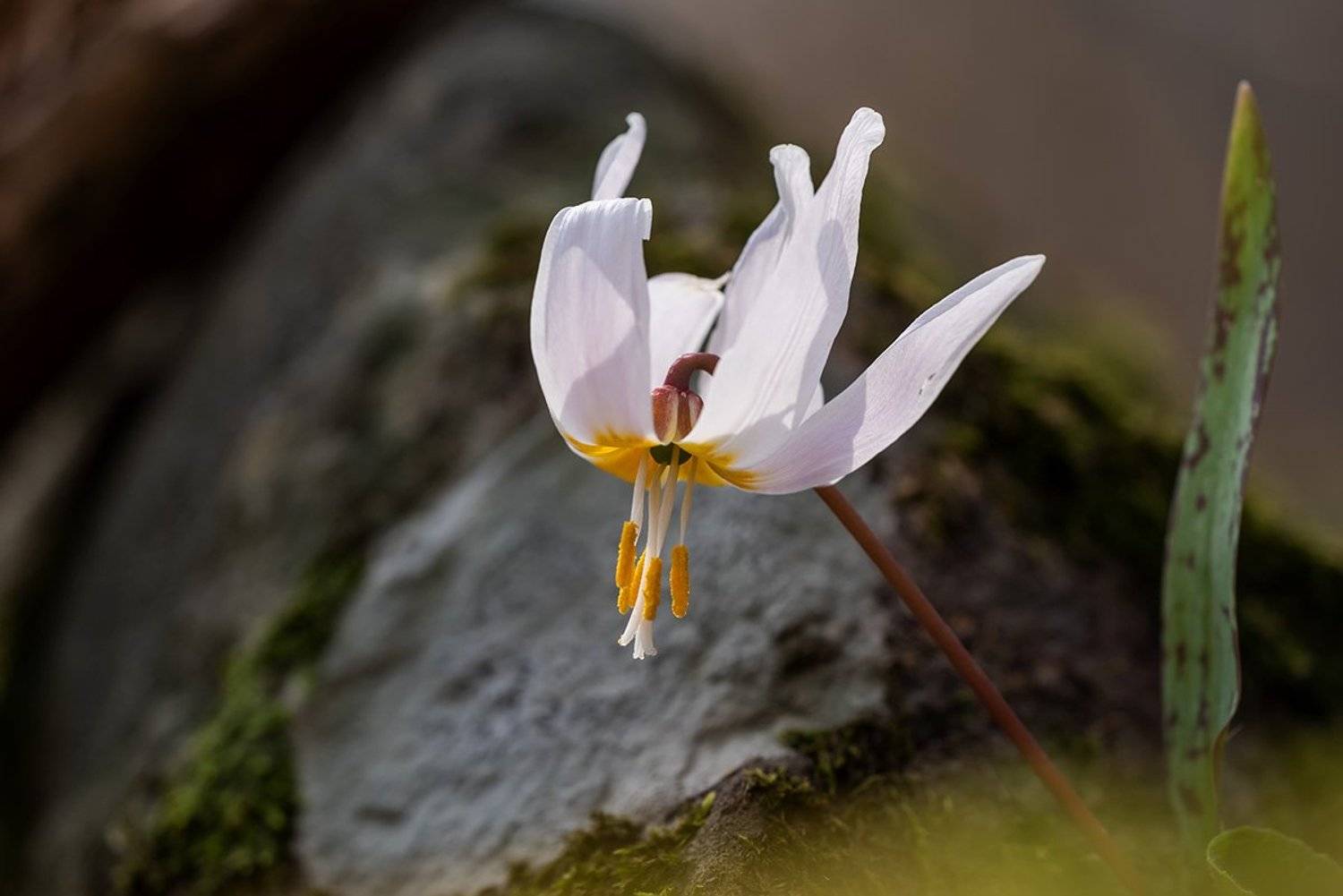 природа, флора, цветы, какндык кавказский, Александр Земляной