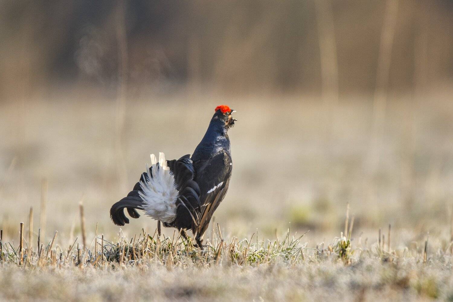 , Юрий Кулаков