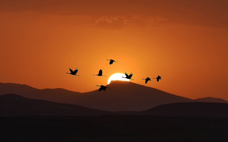 migration фото превью