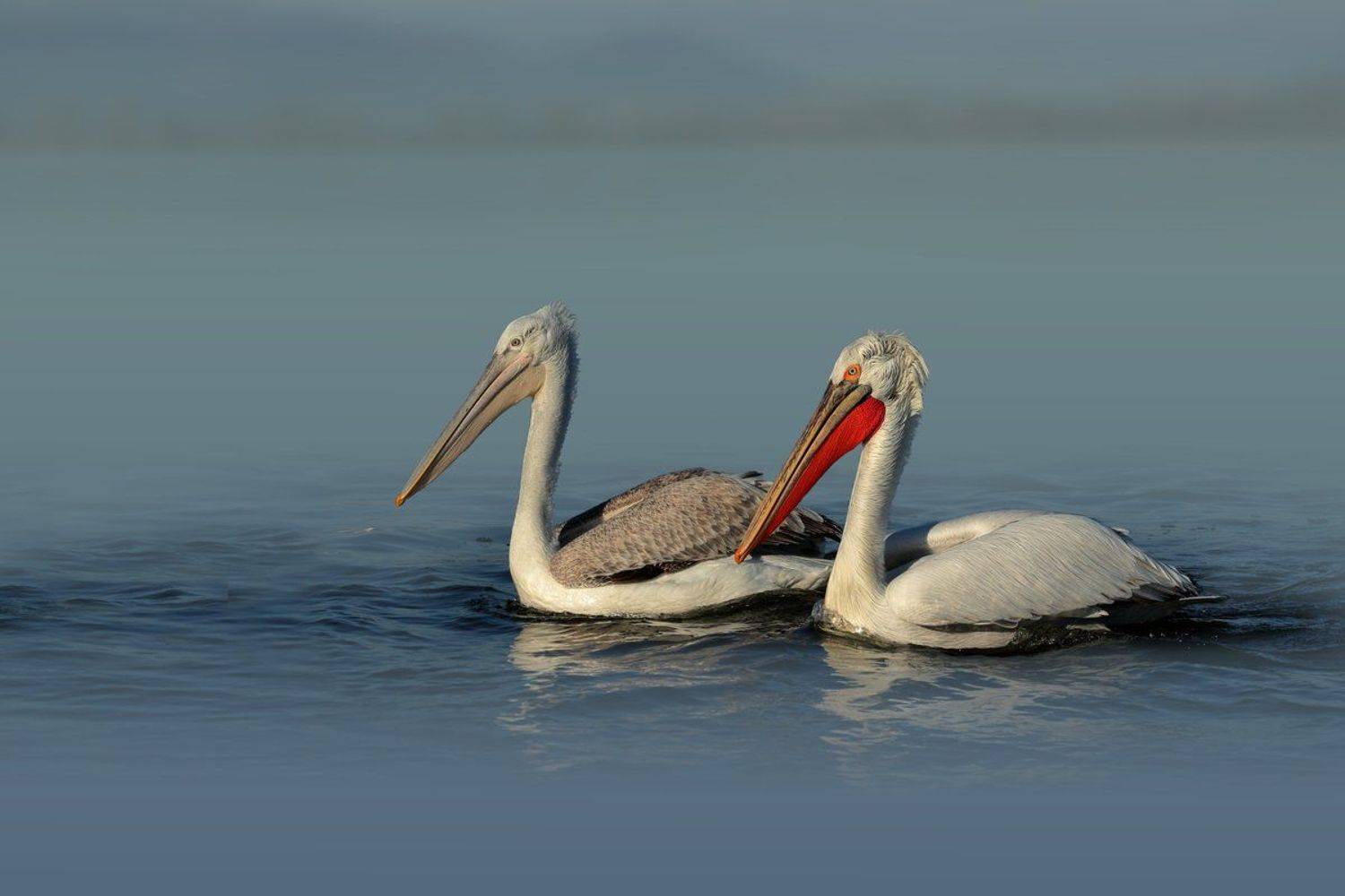 , Георги Славов