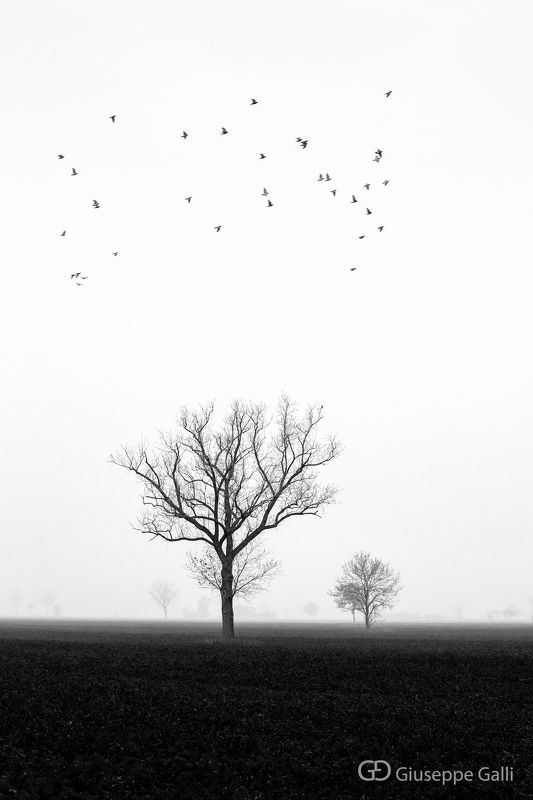 Countryside фото превью